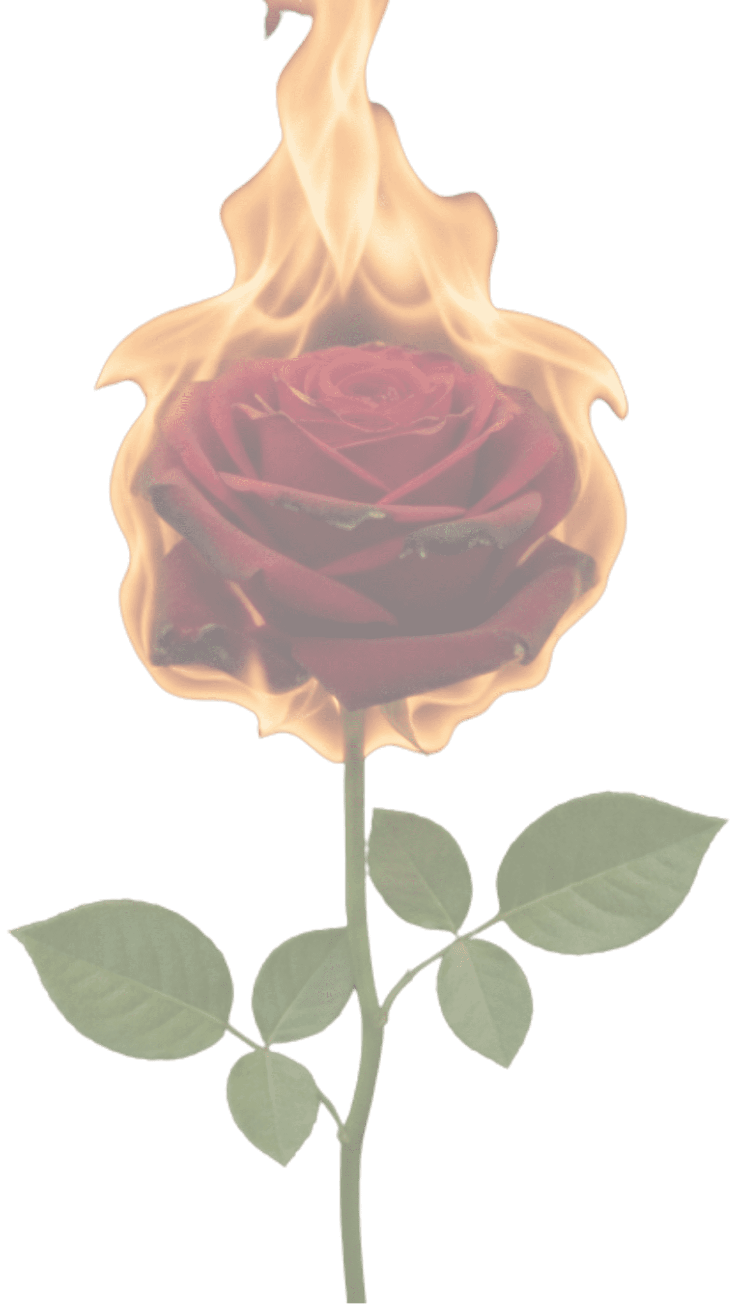 Passionate Words Editing Services flaming rose | PWES